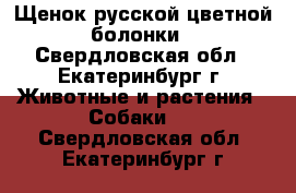 Щенок русской цветной болонки - Свердловская обл., Екатеринбург г. Животные и растения » Собаки   . Свердловская обл.,Екатеринбург г.